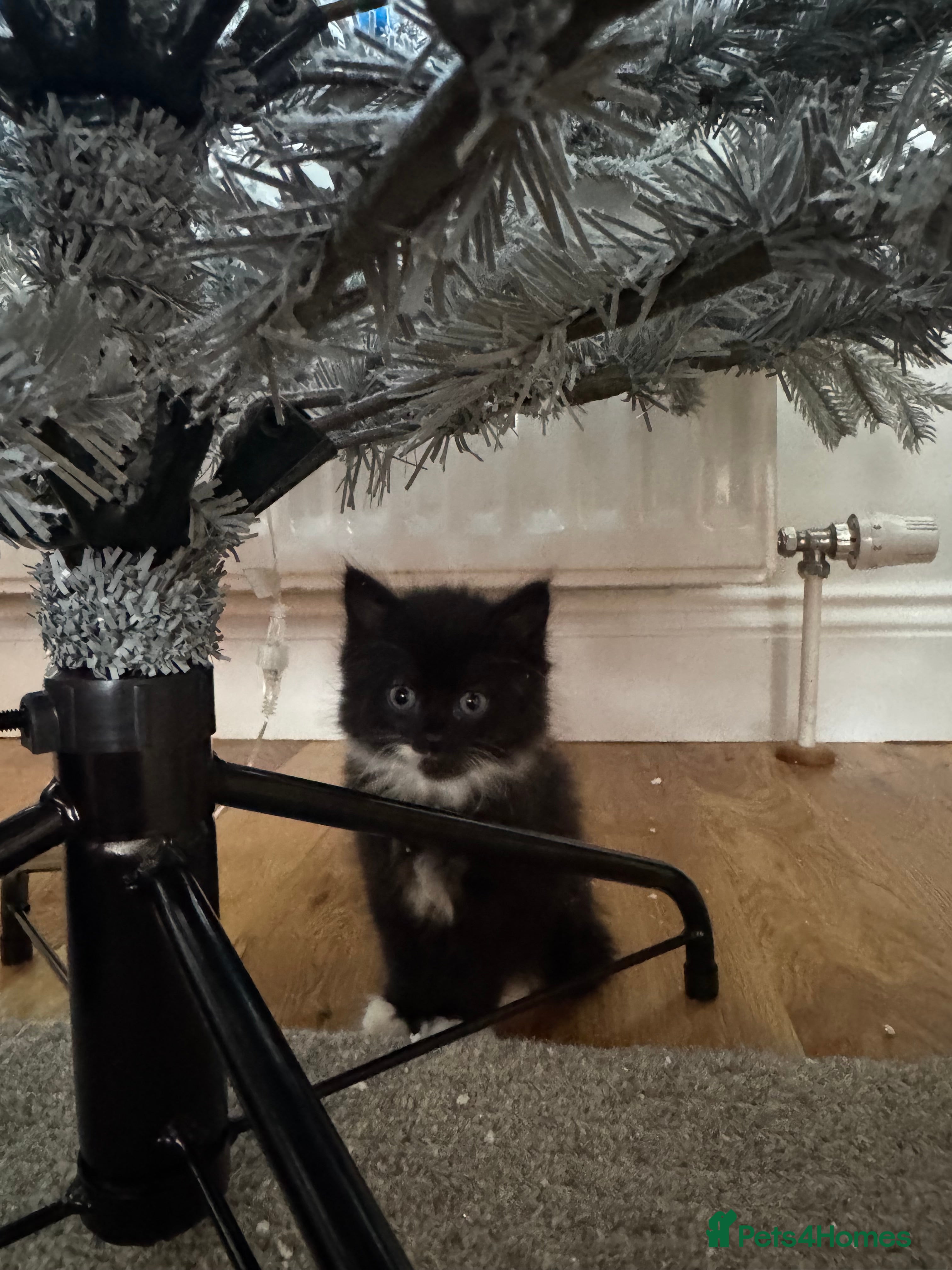 Mixed Breed cats Fluffy playful female kittens for sale - Advert 6