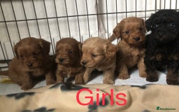 Cockapoo dogs for sale: Stunning Toy cockapoo puppies  - Image 4