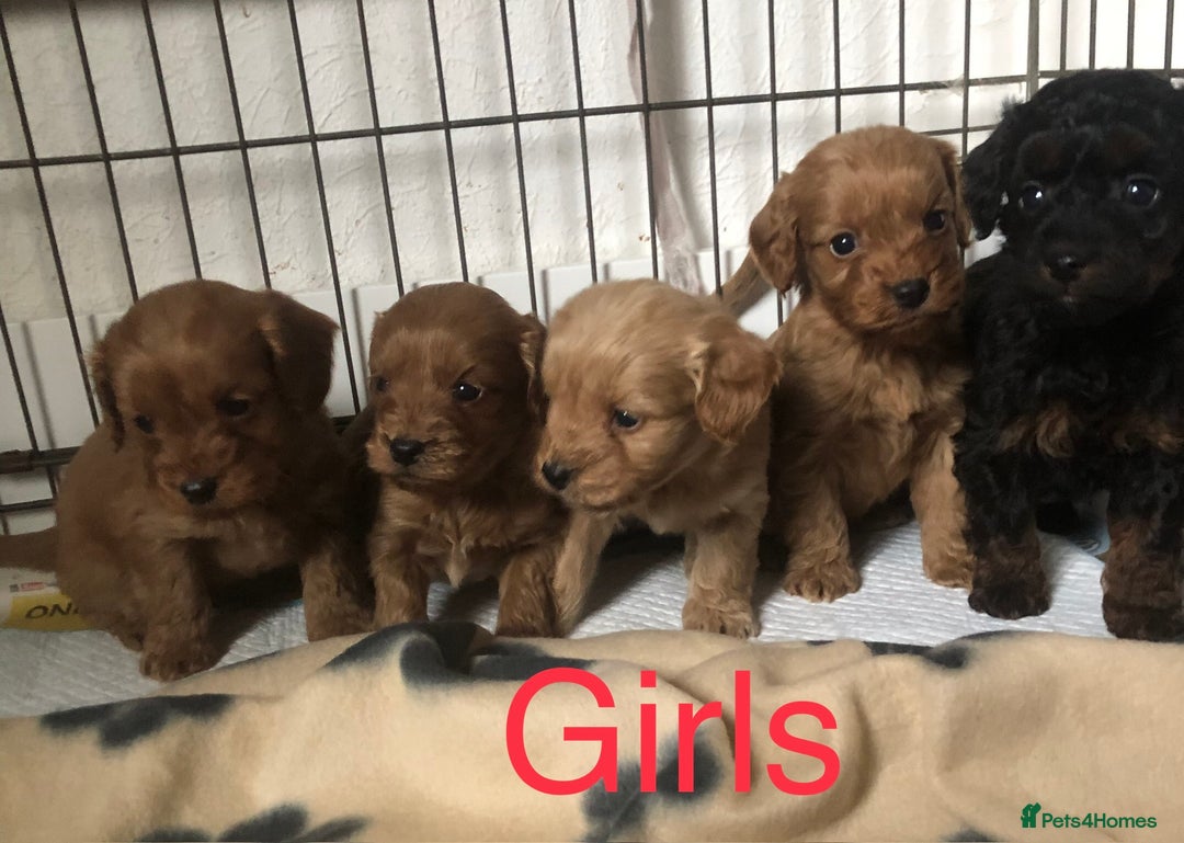 Cockapoo dogs for sale: Stunning Toy cockapoo puppies  - Image 4