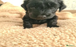 Labradoodle dogs for sale: Rare Roan Ebony Tiny/Mini Labradoodlese Puppies  - Image 28