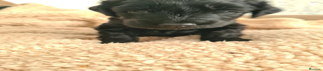 💜 **Purple Collar Girl – Sweet and Gentle Little Lady** 💜