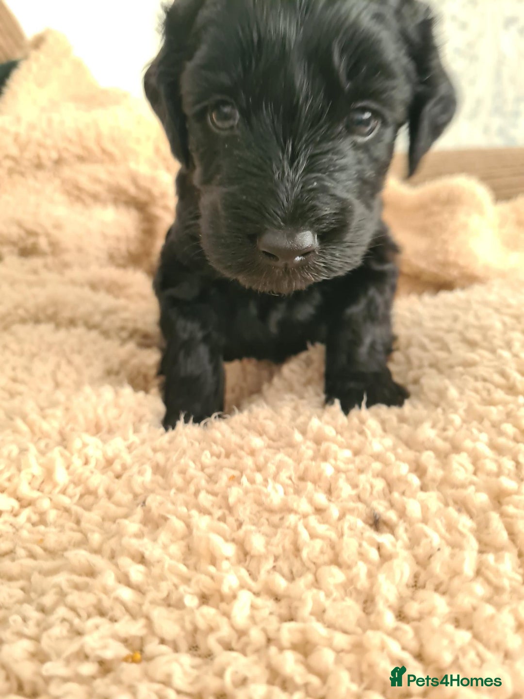 Labradoodle dogs for sale: Rare Roan Ebony Tiny/Mini Labradoodlese Puppies  - Image 28