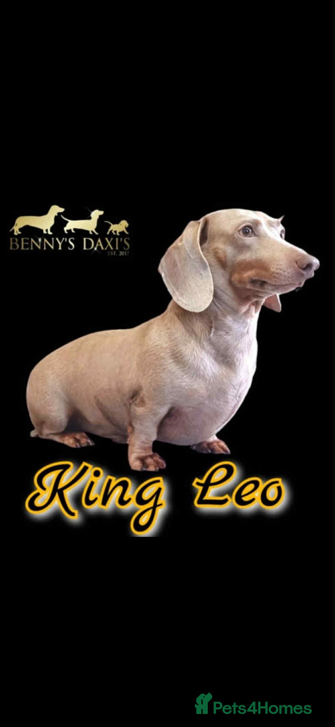 Miniature Dachshund dogs for sale: Miniature Daschunds Pra Clear  - Advert 16