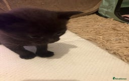 Mixed Breed cats for sale: Bombay Kittens  - Image 7