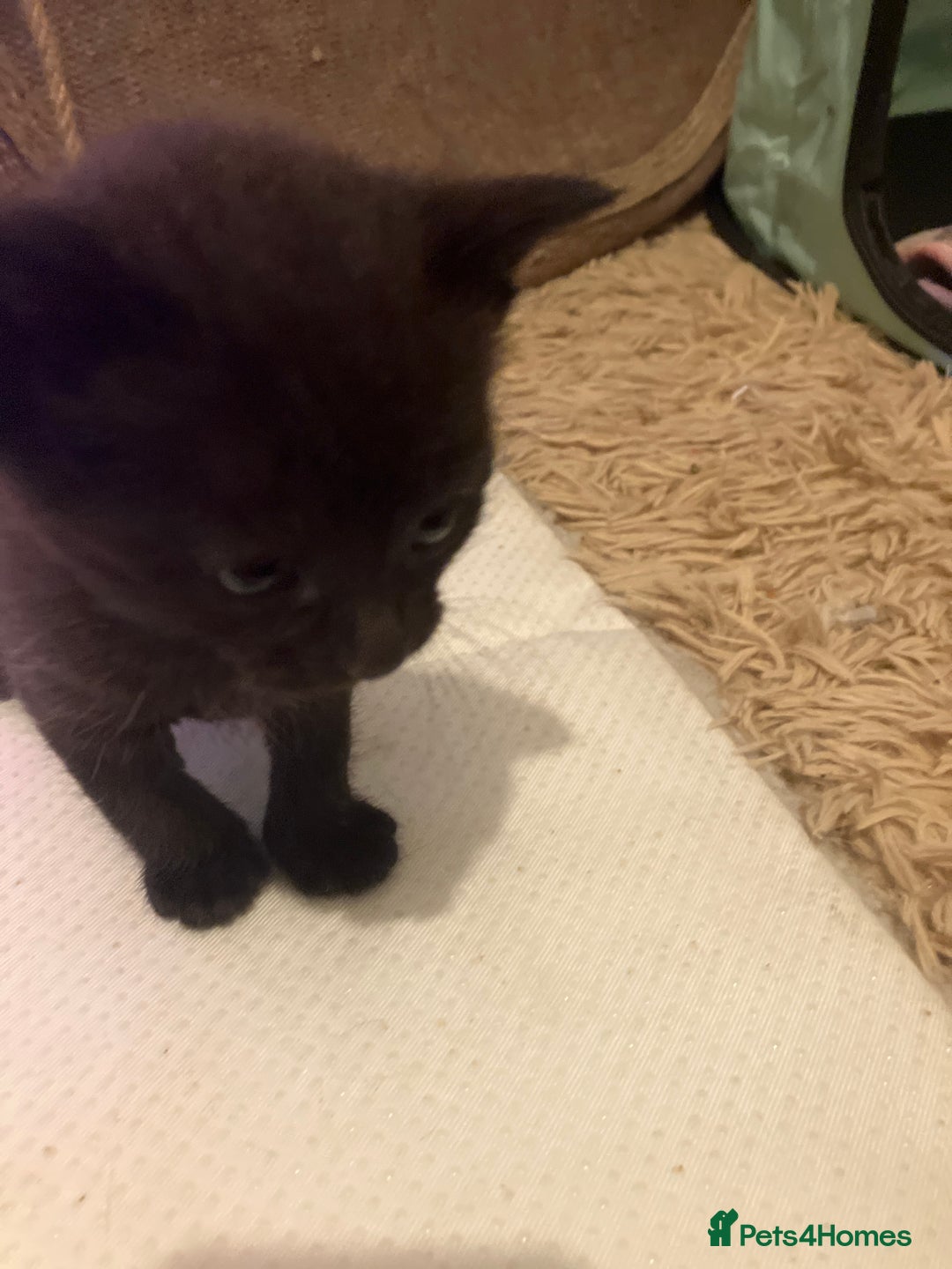 Mixed Breed cats for sale: Bombay Kittens  - Image 7