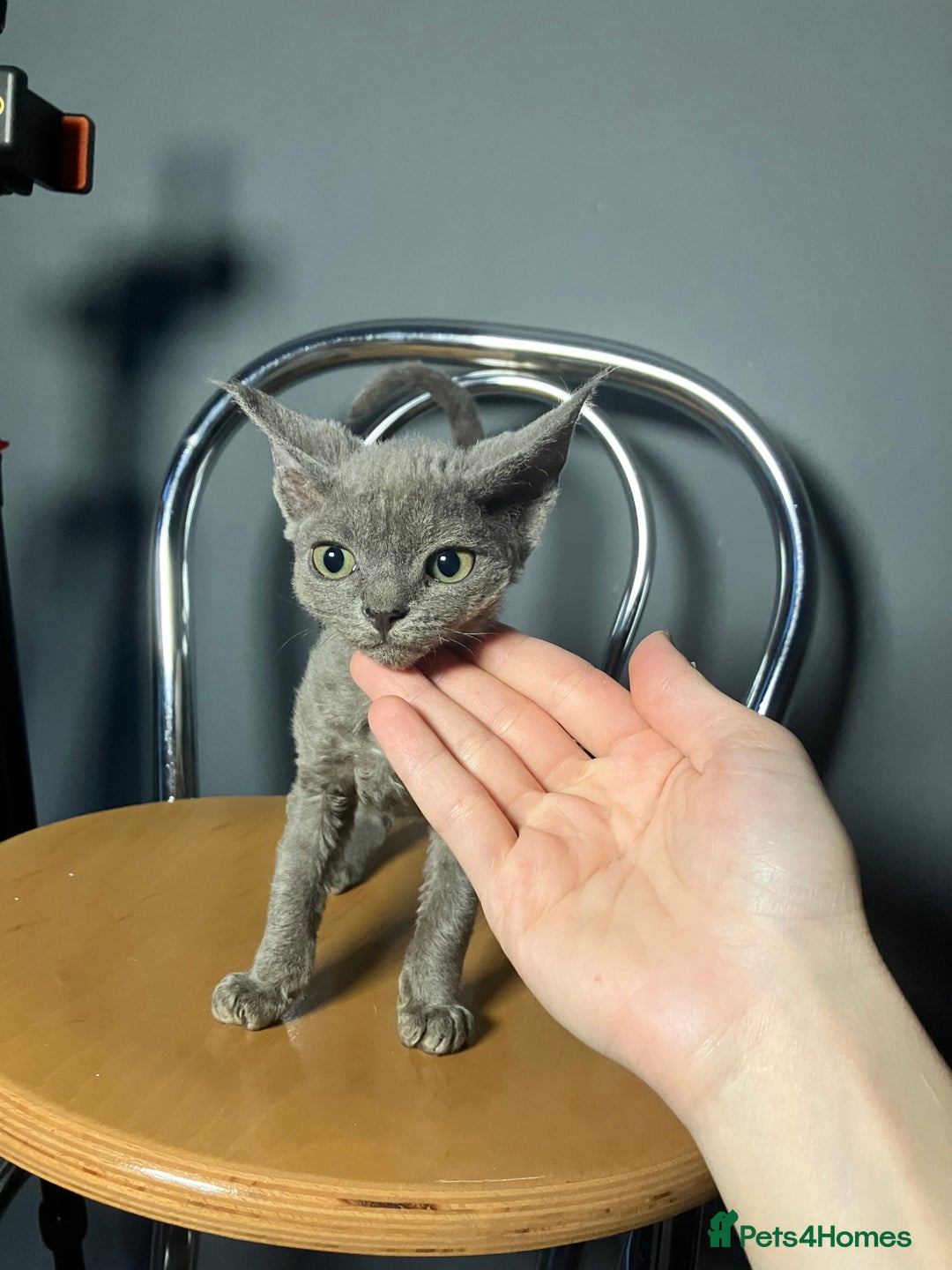 Devon Rex cats for sale: GCCF registered - Devon Rex Kittens - Advert 21