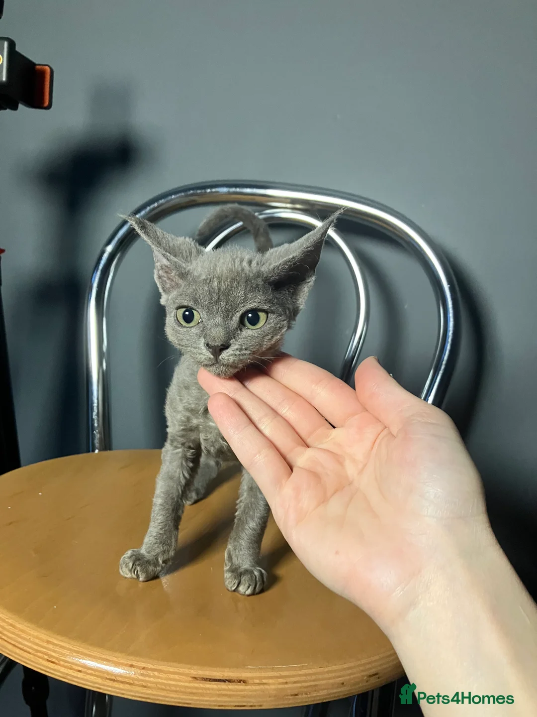 Devon Rex cats for sale: GCCF registered - Devon Rex Kittens - Advert 21