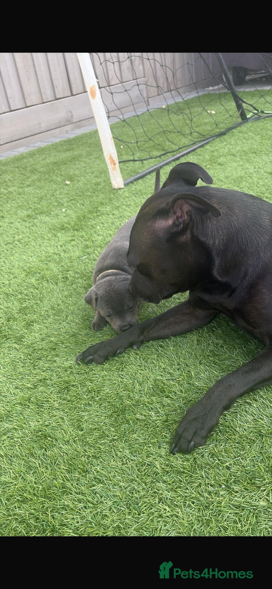 Staffordshire Bull Terrier dogs KC REG STAFFY pups 1 boy aug 8th !!! - Advert 18