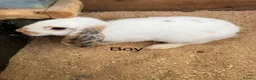 Mini Lop rabbits for sale: Mini lop babies - Advert 10