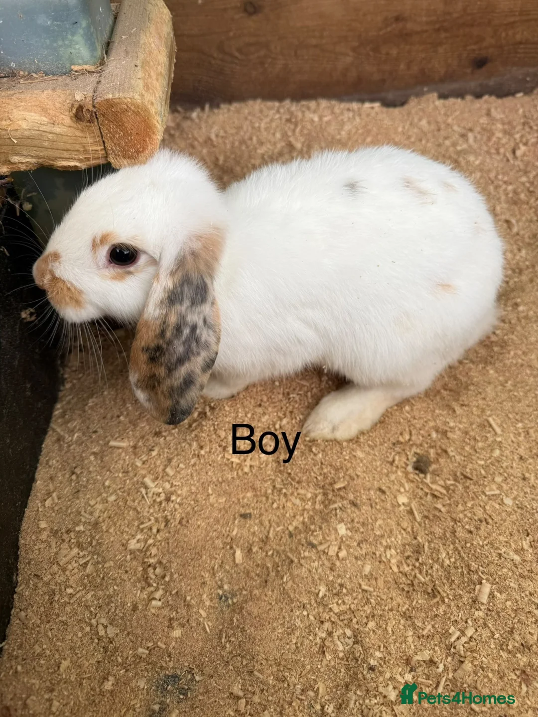 Mini Lop rabbits for sale: Mini lop babies - Advert 10