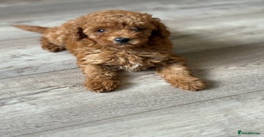 Toy Poodle dogs - Advert 5