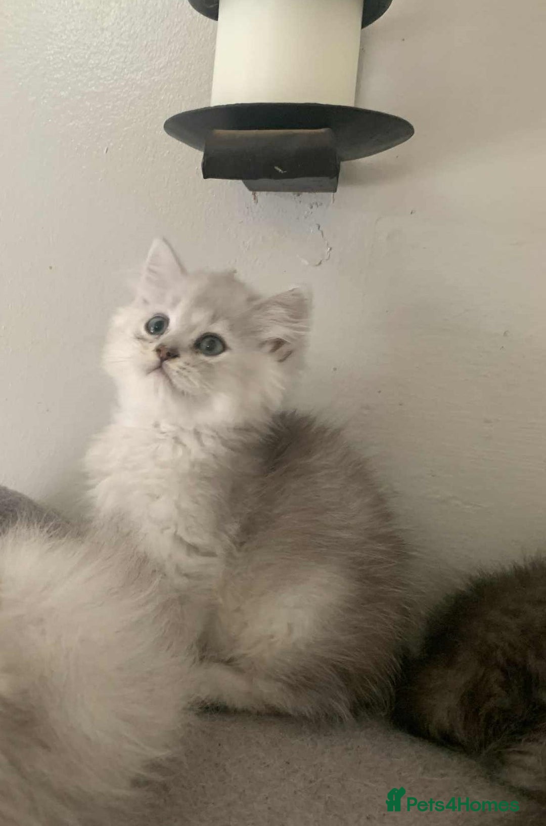 British Longhair cats for sale: British Longhair CH Pedigree Silvers  in Bournemouth - Image 9
