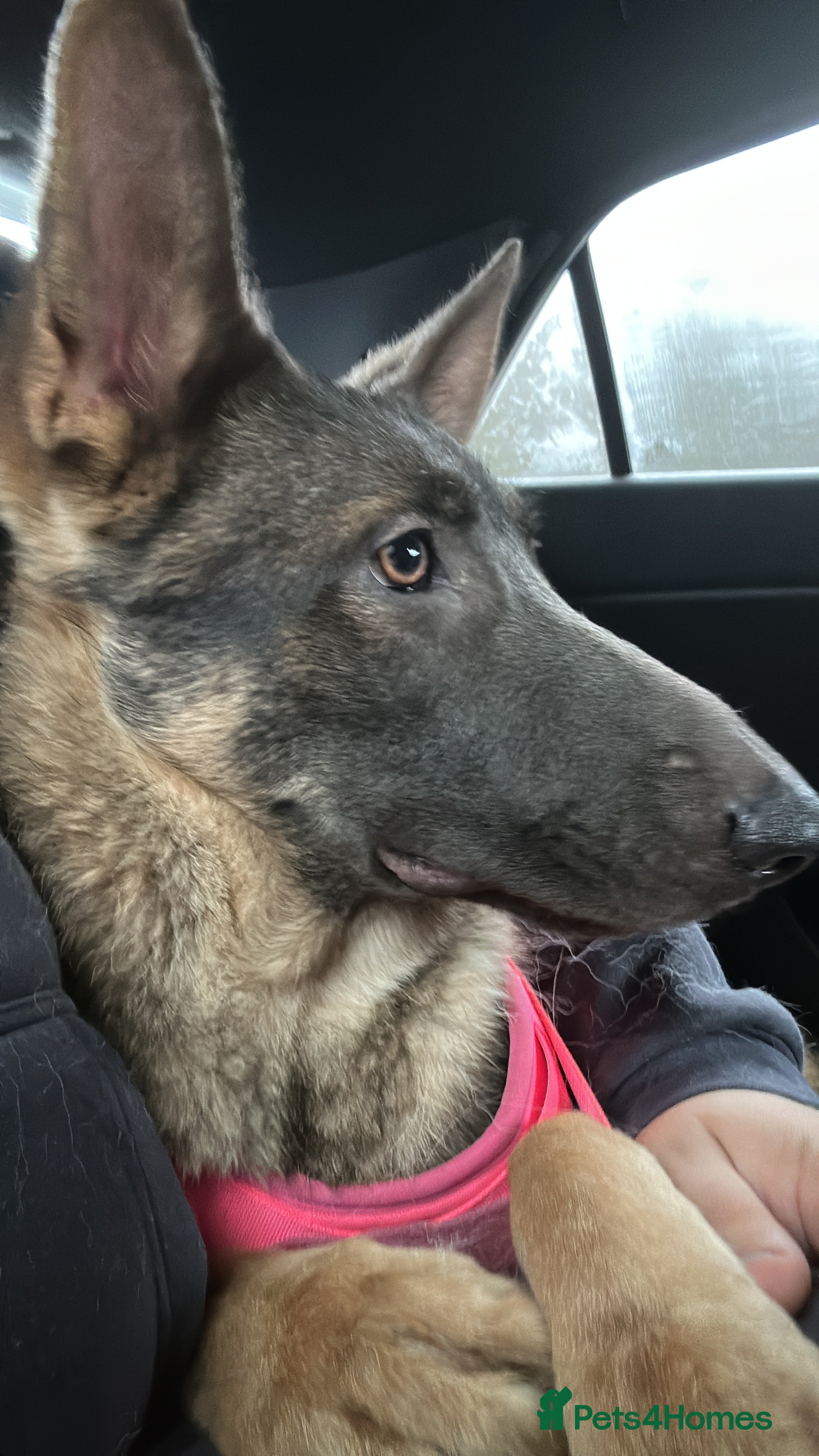 German Shepherd dogs (NEED GONE ASAP) This Is Willow - Advert 1