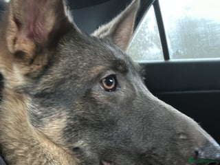 German Shepherd dogs (NEED GONE ASAP) This Is Willow - Advert 1