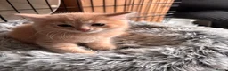 Mixed Breed cats for sale: Ginger Boy - Advert 8
