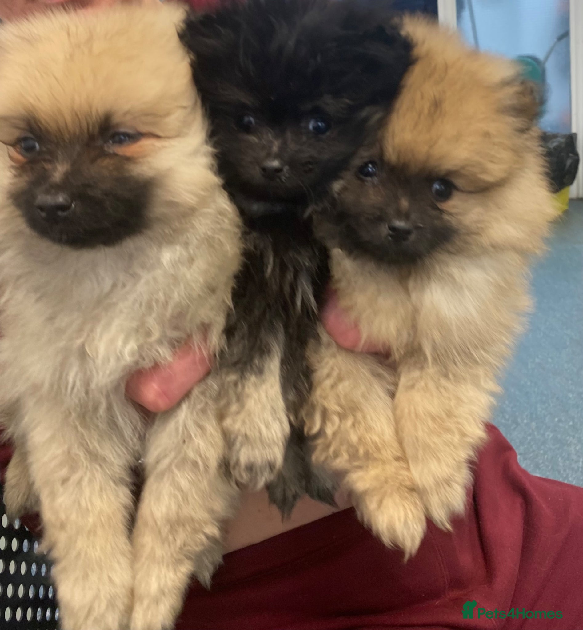 Pomeranian dogs Xs Pomeranian puppies  - Advert 1