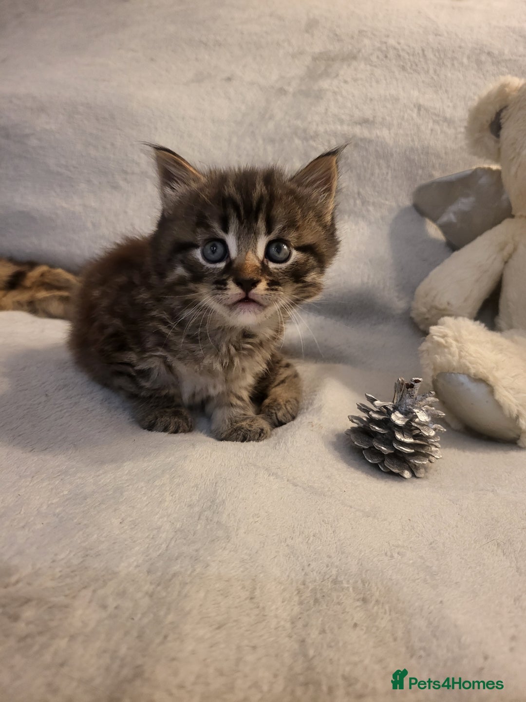 Siberian cats for sale: Sweet Little Princess Is Looking for a Loving Home - Advert 5