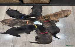 Cane Corso dogs for sale: Chunky Cane Corso Cross Pups – Ready Next Week! - Image 37