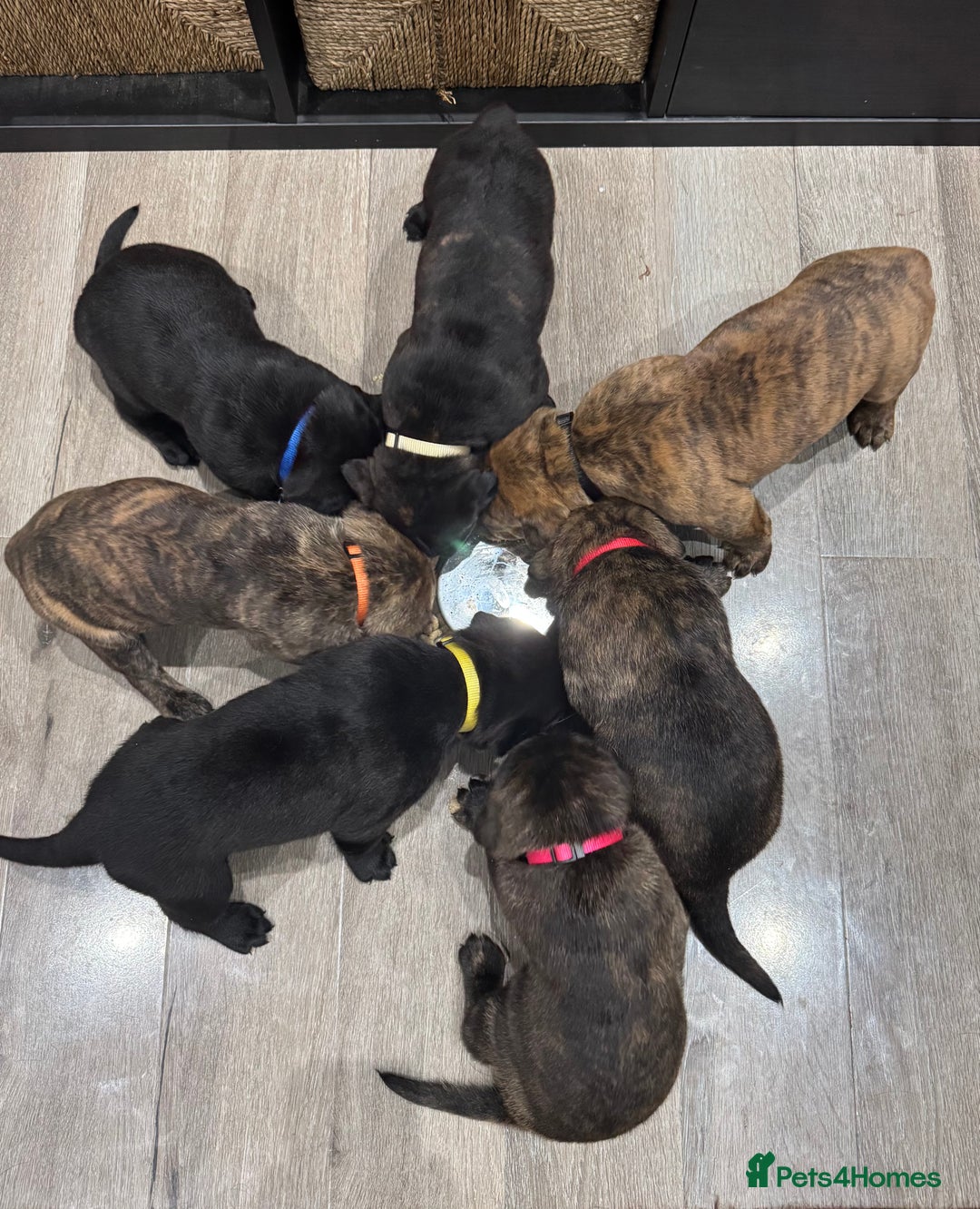 Cane Corso dogs for sale: Chunky Cane Corso Cross Pups – Ready Next Week! - Image 37