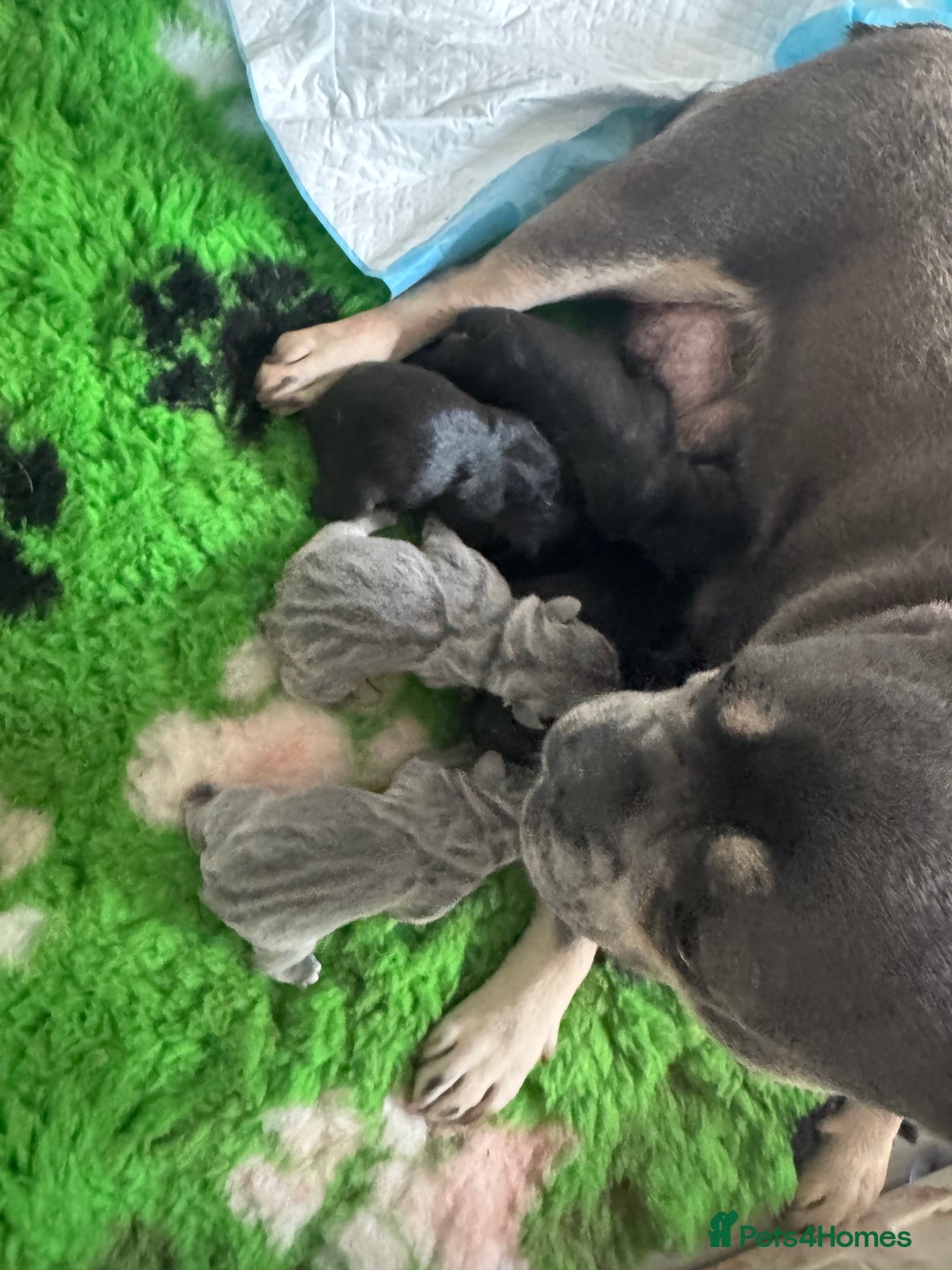 French Bulldog dogs for sale: French bulldog puppies🩷🩵 - Image 13