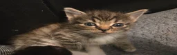Mixed Breed cats for sale: 3 Beautiful boys and 1 stunning girl - Advert 6