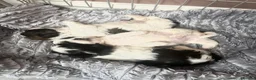 Shih Tzu dogs for sale:   🐾 Puppies Looking for Their Forever Homes  🐾 - Advert 4