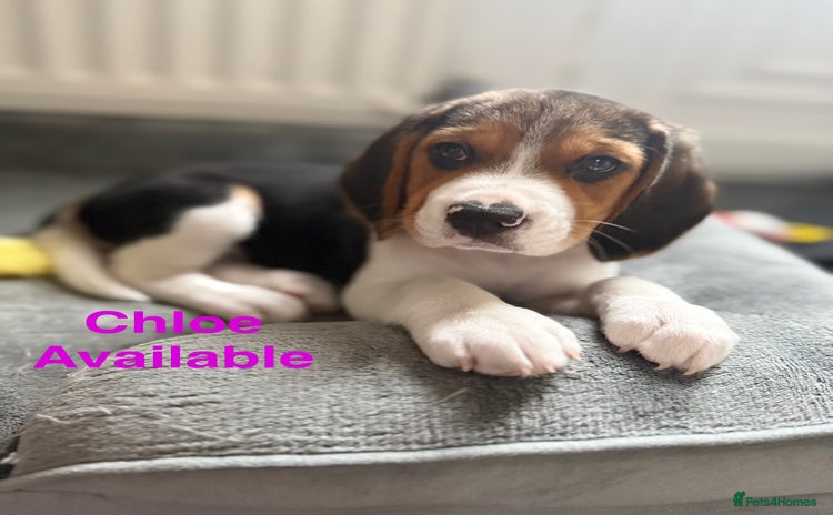 Beagle dogs - Advert 1