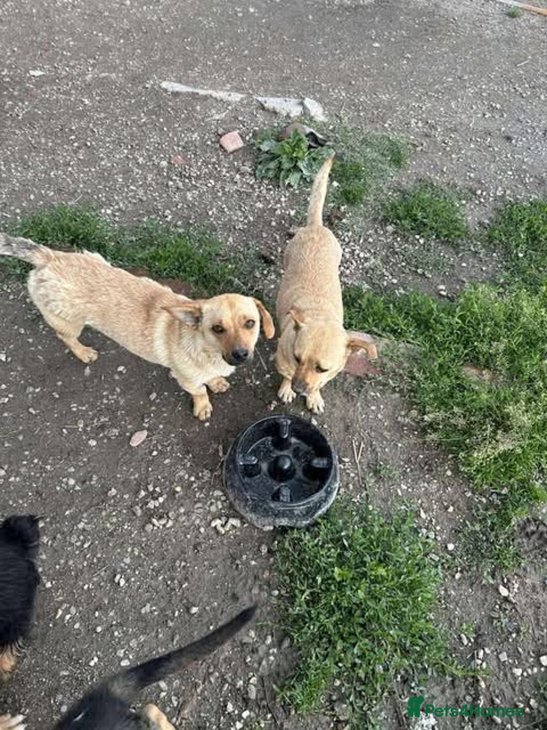 Mixed Breed dogs for adoption: Rescue boy Ethan is looking for his forever home - Advert 37