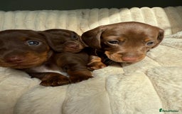 Dachshund dogs for sale: PERFECT MINIATURE DACHSHUNDS BABIES 🐶 - Image 17