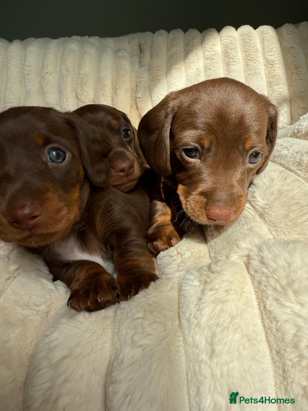 Dachshund dogs for sale: PERFECT MINIATURE DACHSHUNDS BABIES 🐶 - Image 17