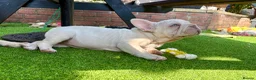 French Bulldog dogs for sale: She was my keeper. STUNNING French Bulldog Girl - Advert 13