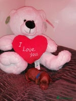 Mixed Breed dogs - Advert 7