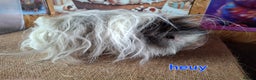 Guinea Pig rodents for sale: Lunkarya - Advert 5