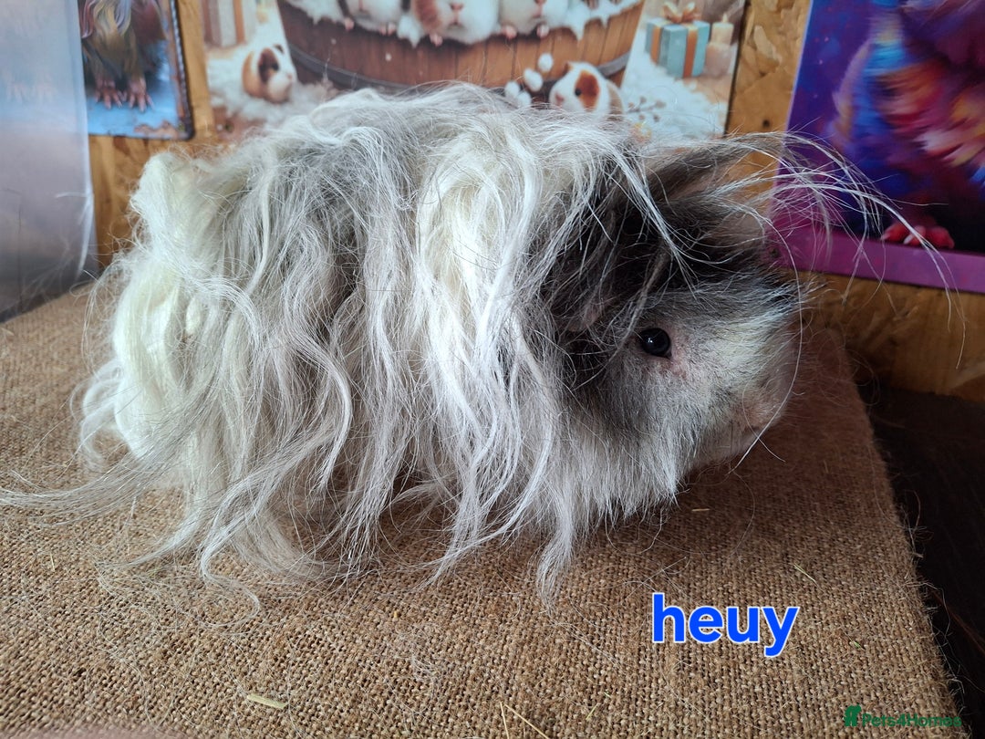 Guinea Pig rodents for sale: Lunkarya - Advert 5