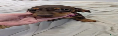Miniature Dachshund 2