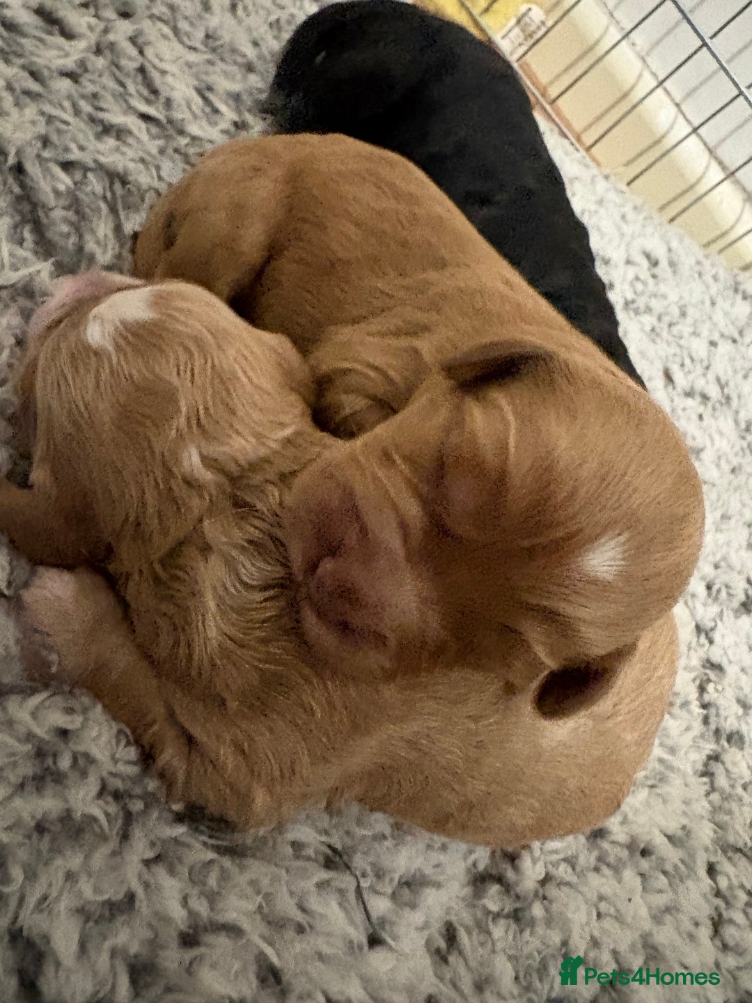 Cavapoo dogs for sale: Stunning f2 cavapoo pups girls and boys  - Advert 1