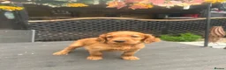 Mixed Breed dogs for sale:  ☘️ Golden Irish puppies available  ☘️ - Advert 14