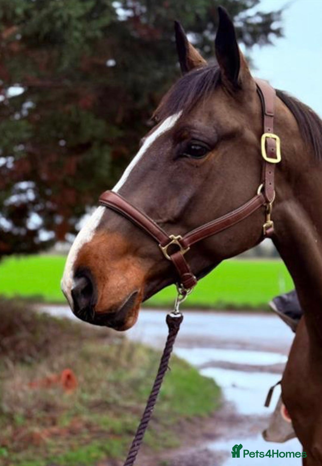 Rottweiler dogs for sale:  🖤🧡 Luxury Rottweiler Pups 🖤🧡 - Advert 1