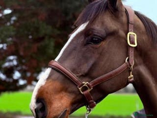 Rottweiler dogs 🖤🧡 Luxury Rottweiler Pups 🖤🧡 - Advert 2