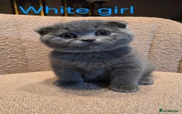 British Shorthair cats for sale: British shorthair kittens  - Image 8