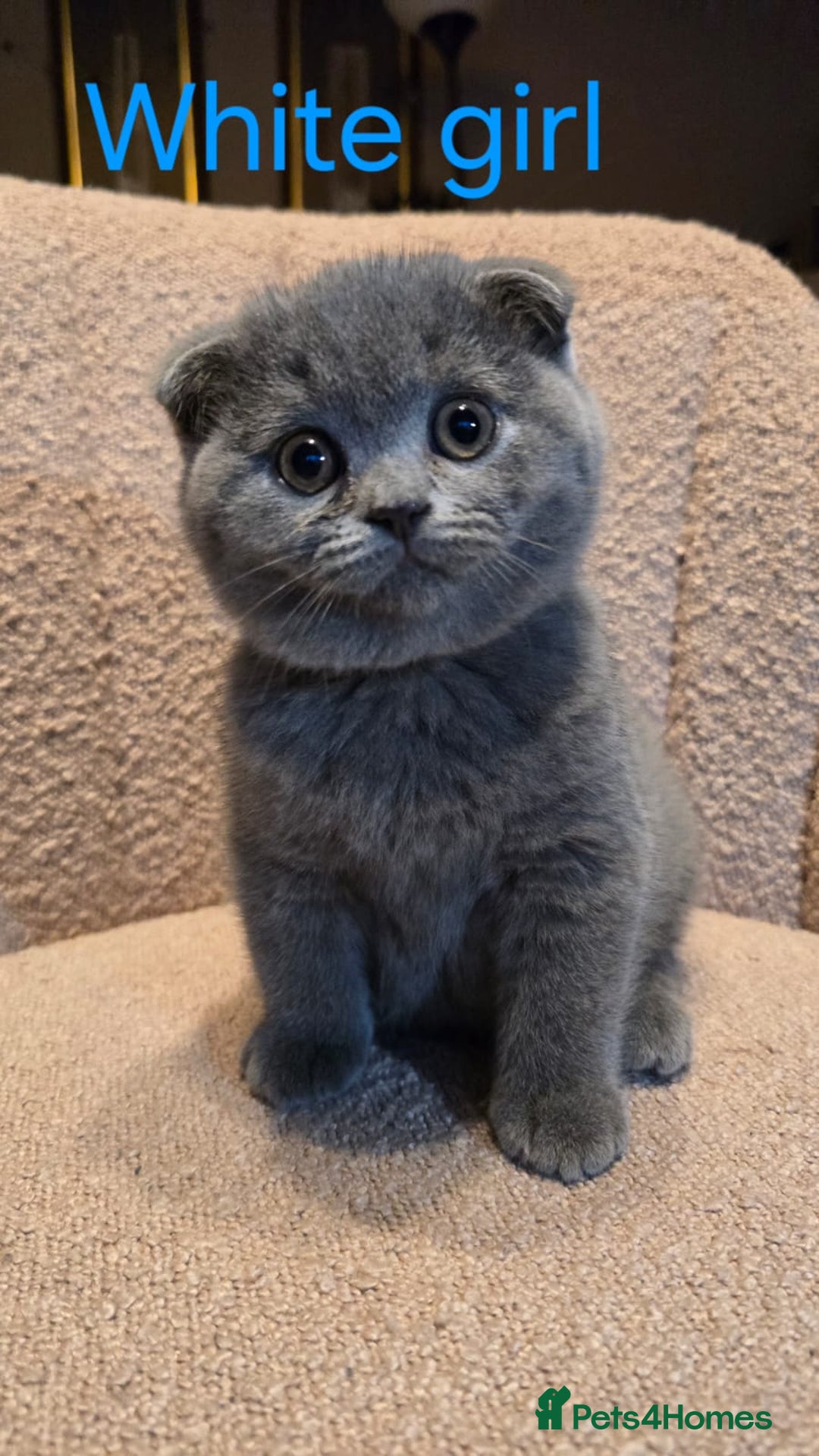 British Shorthair cats for sale: British shorthair kittens  - Image 8