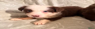 Border Collie Puppy 8