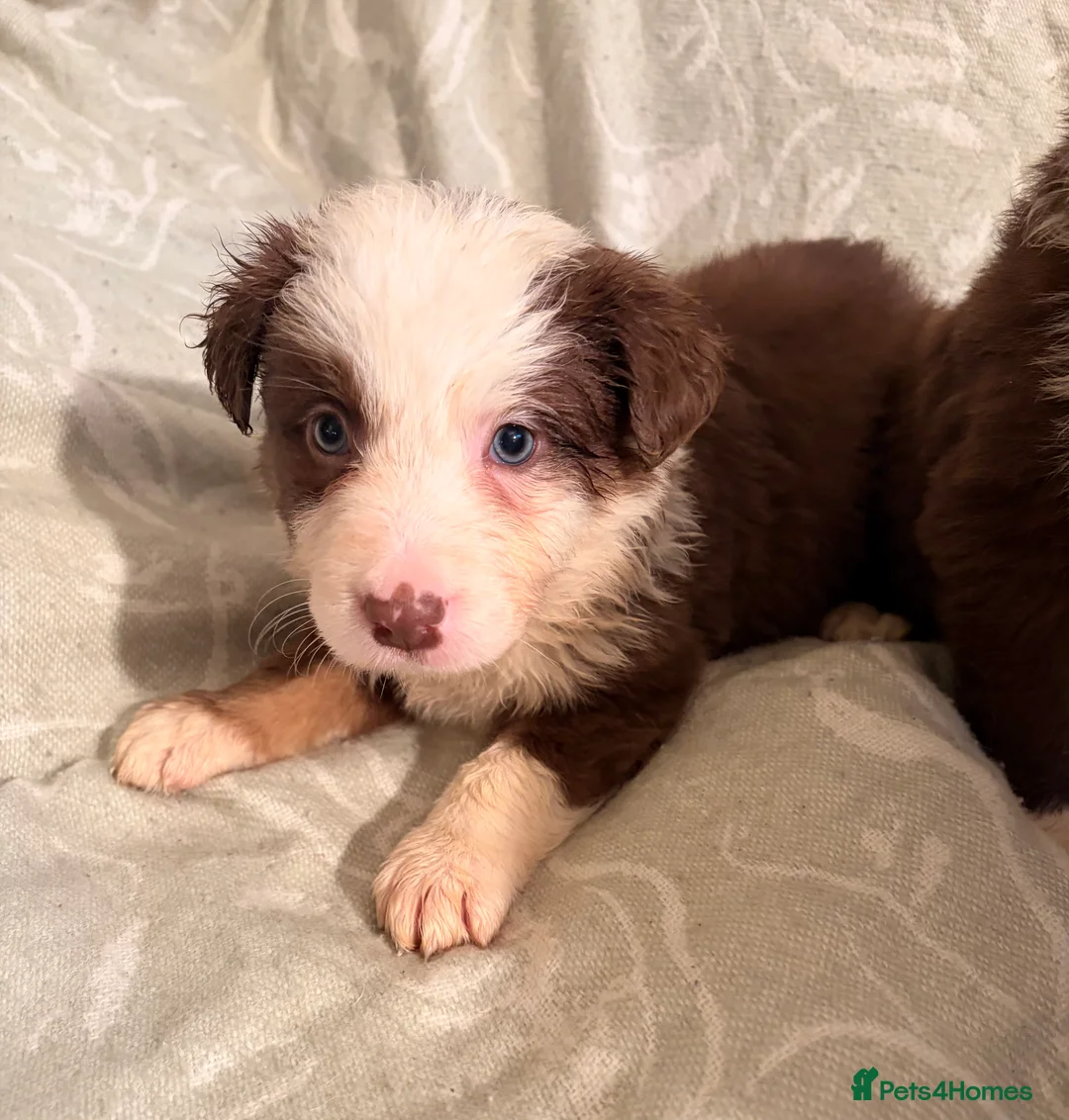 Border Collie dogs for sale: HEALTH TESTED CLEAR PARENTS BORDER COLLIE PUPS - Advert 39