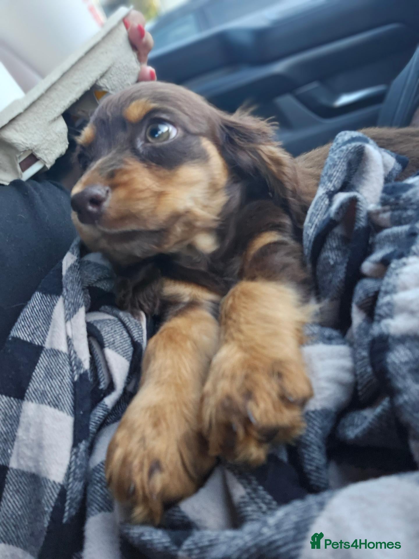 Cocker Spaniel dogs Cocker spaniel female  - Advert 3