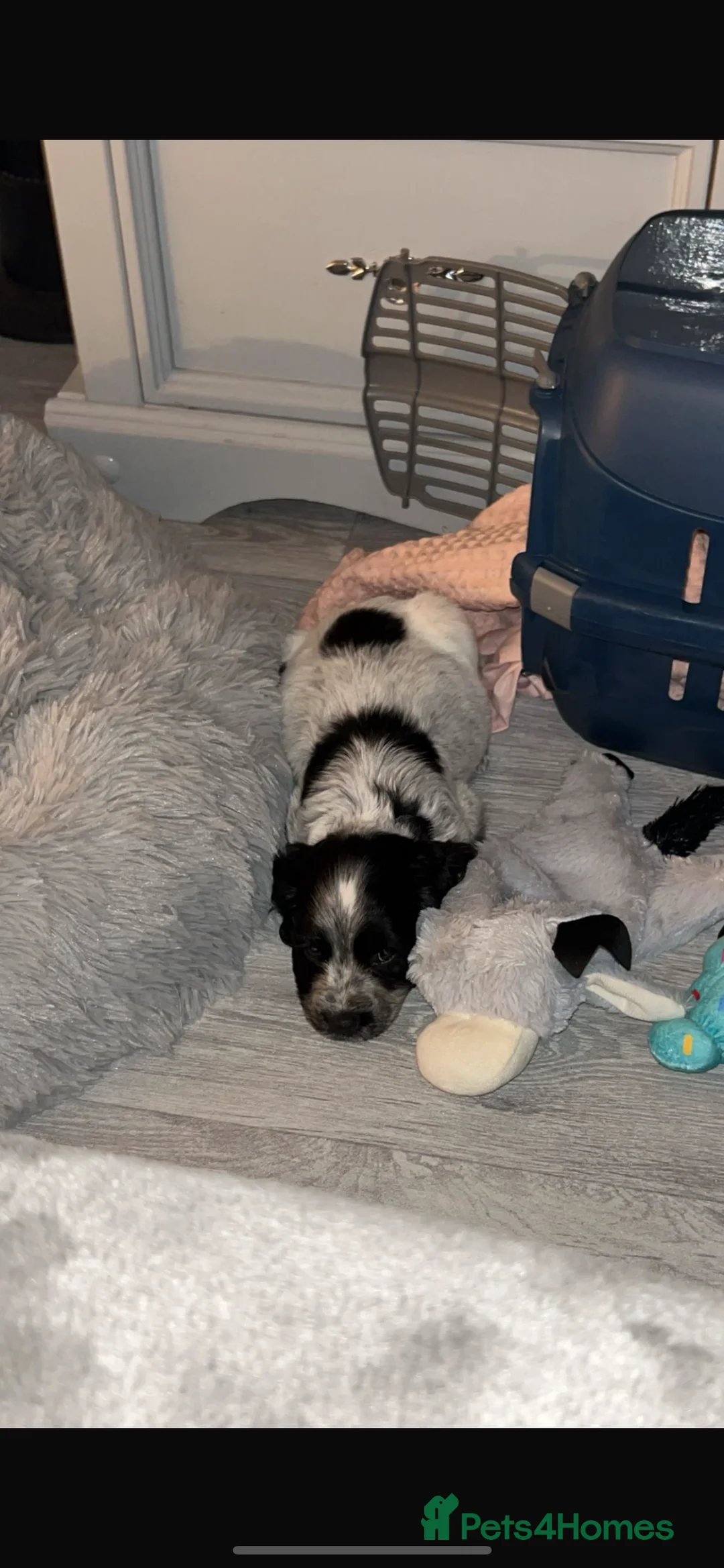 Cocker Spaniel dogs for stud: STUD BLUE ROAN SHOW TYPE COCKER SPANIEL - Advert 5