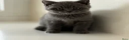 British Shorthair cats for sale: British shorthair  in Rotherham - Advert 4