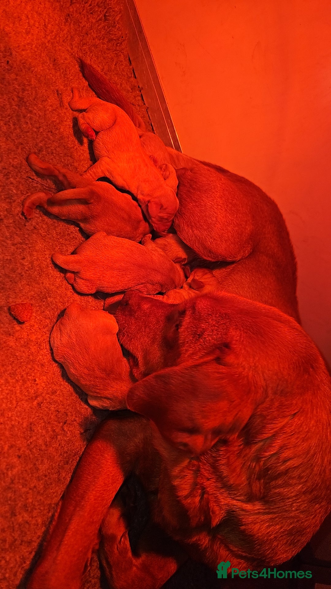 Labrador Retriever dogs for sale: Stunning litter of working line fox red labradors  - Advert 2