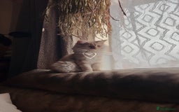Norwegian Forest Cat cats for sale: Full FIFe pedigree Norwegian Forest Kittens  in Normanton - Image 25