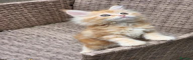 Maine Coon 4