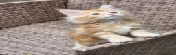 Maine Coon cats for sale: Maine Coon ginger Ready Now!! Absolutely gorgeous! - Advert 37